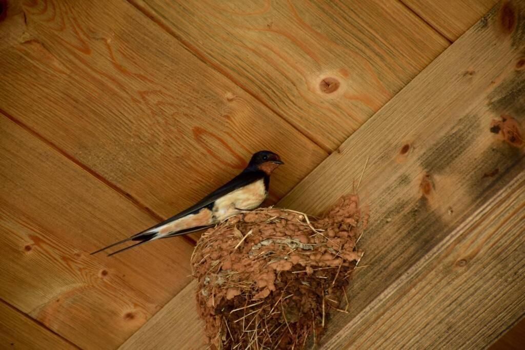 Villa Birds House Rovinj Exterior photo